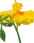 No. 26 Rock Rose