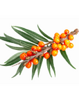 Sea Buckthorn Precious Oil | P-HV22