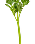 Celery | P-E63