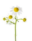 German Chamomile