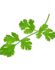 Coriander