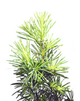 Cedrus libani (Cedar of Lebanon) G38