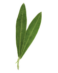 Olea europaea (Olive) G64
