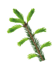 Abies alba (Silver fir) G70