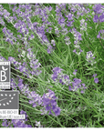 True Lavender