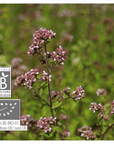 Moroccan Oregano | P-E44