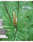 Scots Pine | P-E48