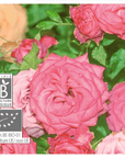 Rose (10% pre-blended) | P-E50