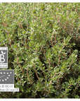 Thyme Thymol