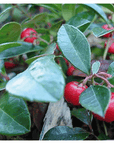 Wintergreen