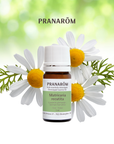 German Chamomile