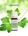 Coriander