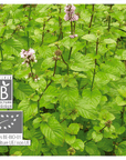 Cornmint
