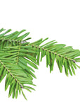 Balsam Fir | P-E01