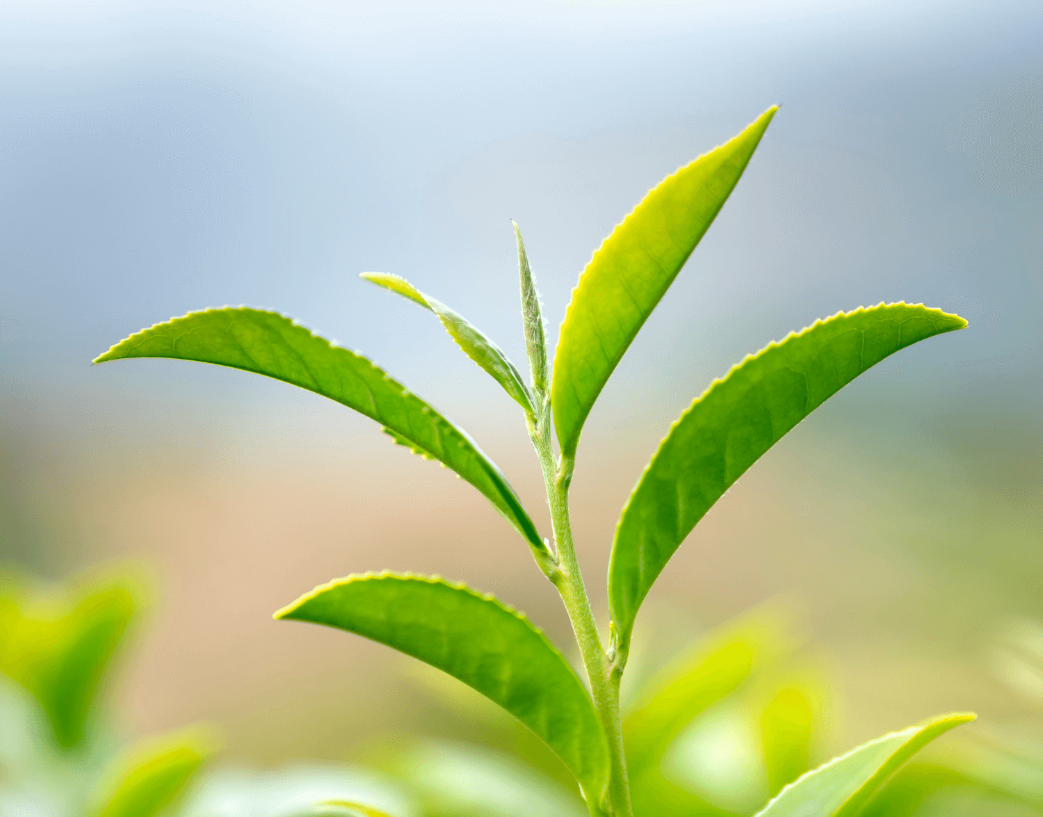 Centifolia / Skin Care / Fraîcheur de thé