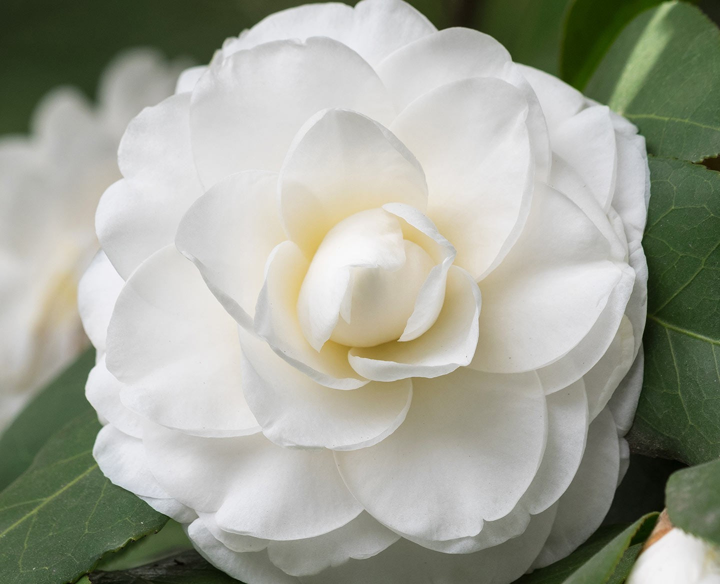 Centifolia / Skin Care / Golden Nectar (Doré)