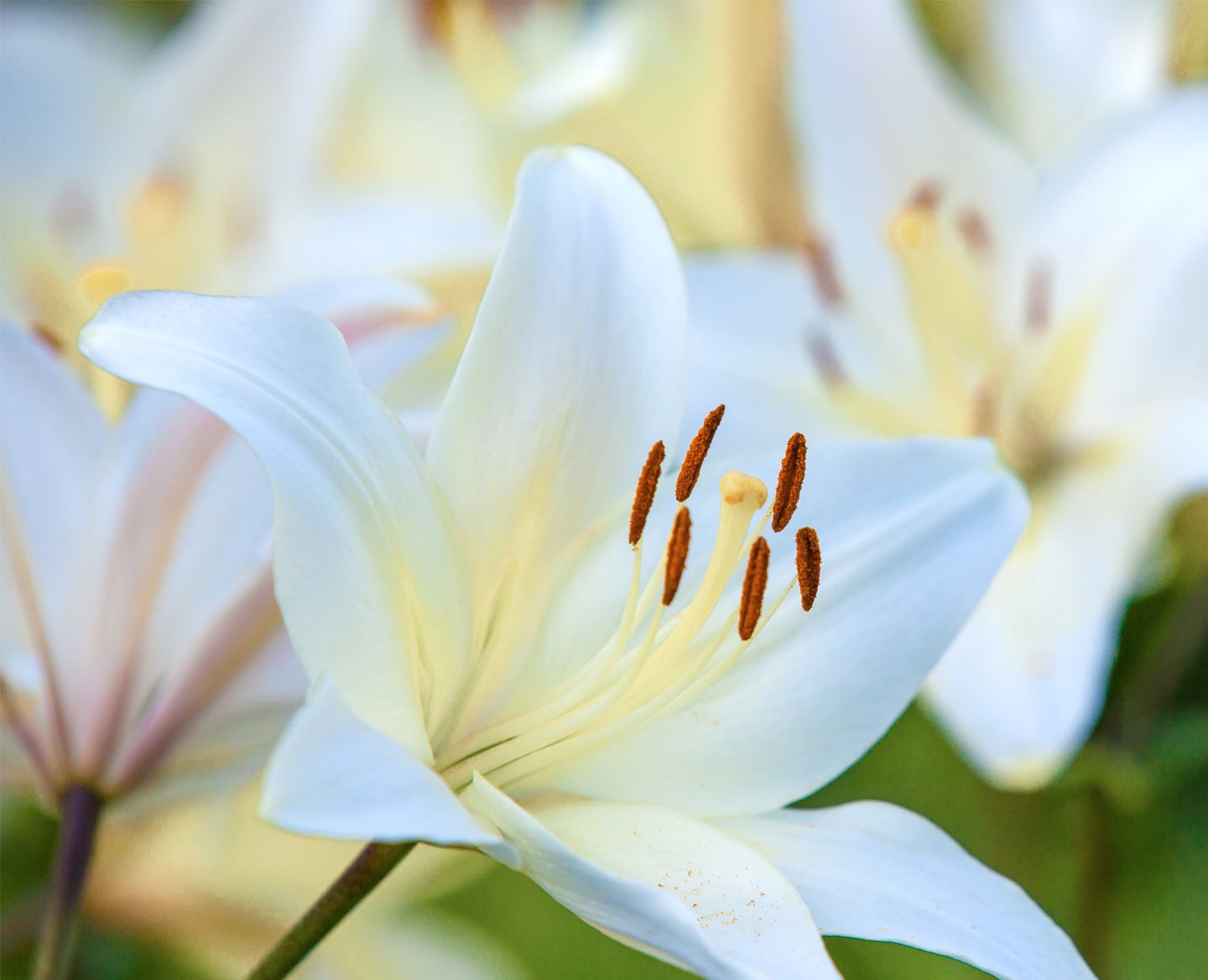 Centifolia / Skin Care / Lys Active®