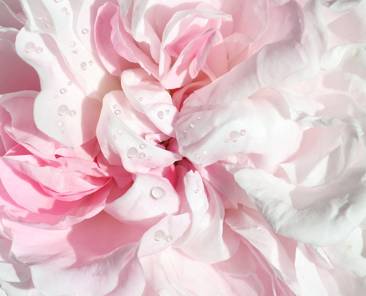 Centifolia / Skin Care / Éclat de Rose®