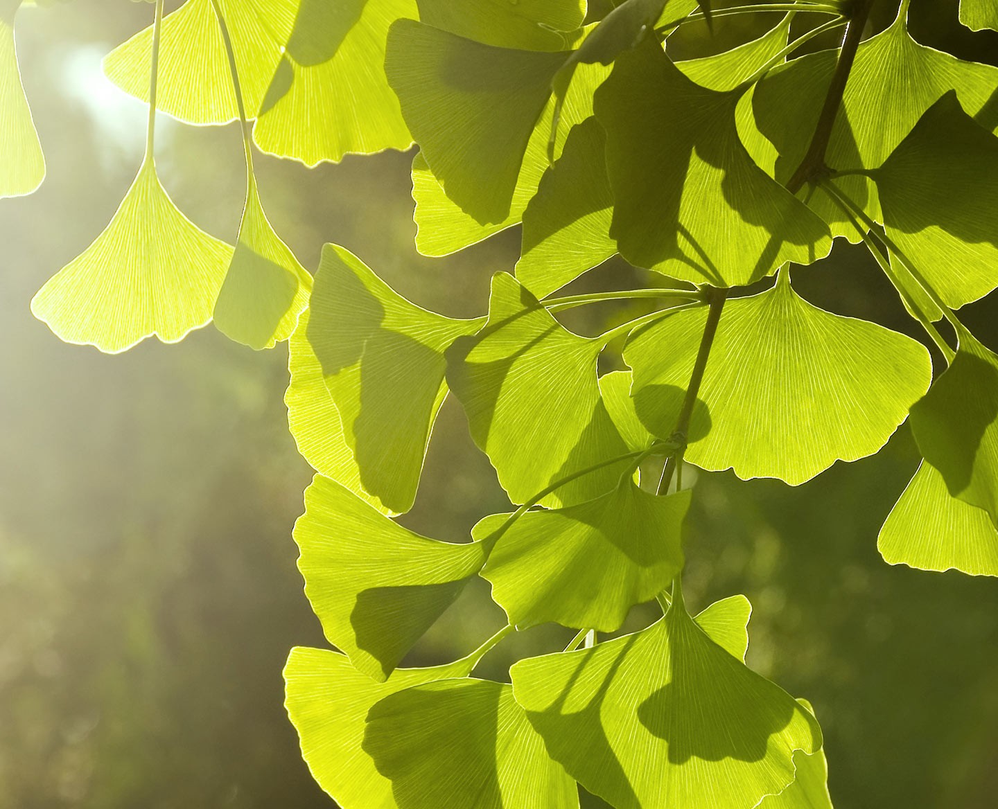 Centifolia / Skin Care / Hydration