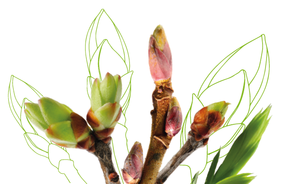 HerbalGem - Complexes