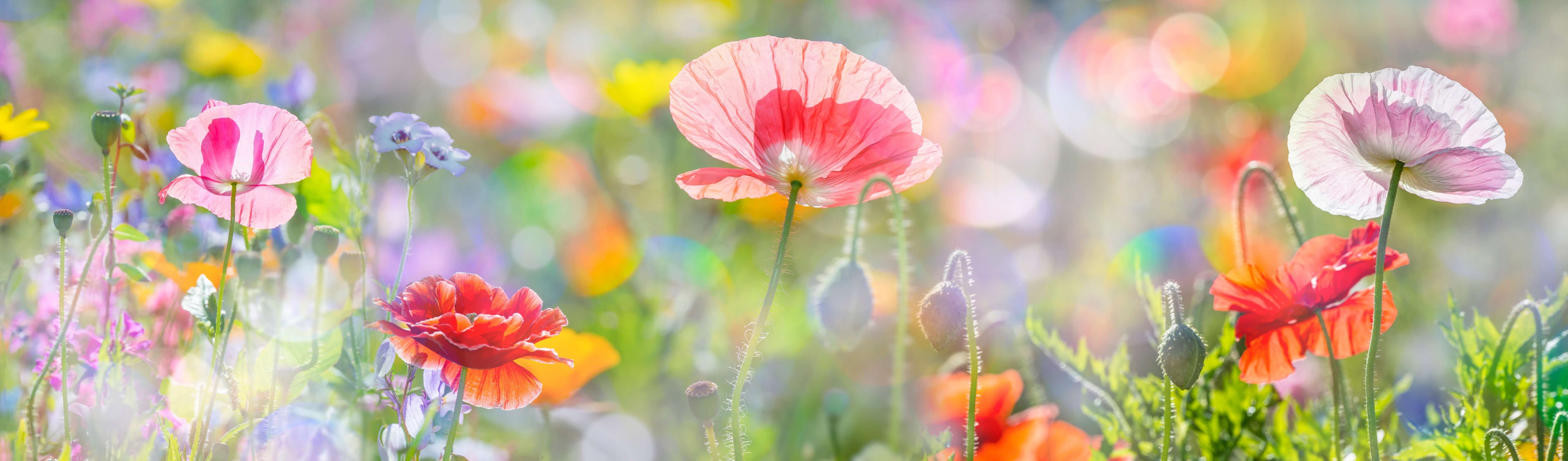 Jardins La Val’heureuse - Herbal Remedies - Singles