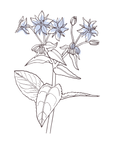 Borage | P-HV03