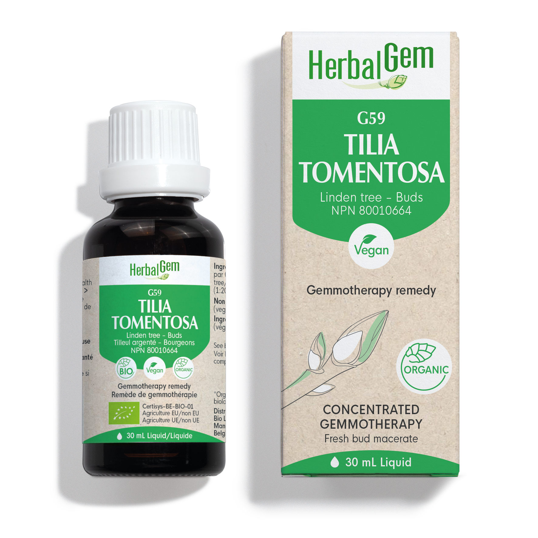 Tilia tomentosa (Linden tree) G59