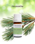 Pine, Maritime (turpentine)