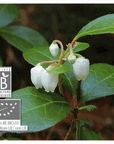 Gaultheria Fragrantissima (Wintergreen - Indian) | P-E29