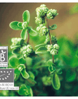 Sweet Marjoram | P-E45