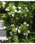 Savory Thyme | P-E58