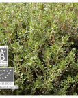 Thyme Thymol | P-E59