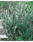 Thyme Linalool | P-E73
