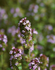 Thyme Thujanol | P-E74